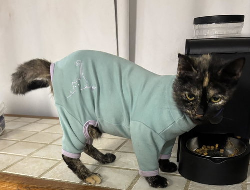 Tippy, an adoptable Tortoiseshell in WILLIS, TX