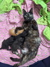 Tippy - Photo 2