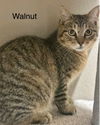 Walnut