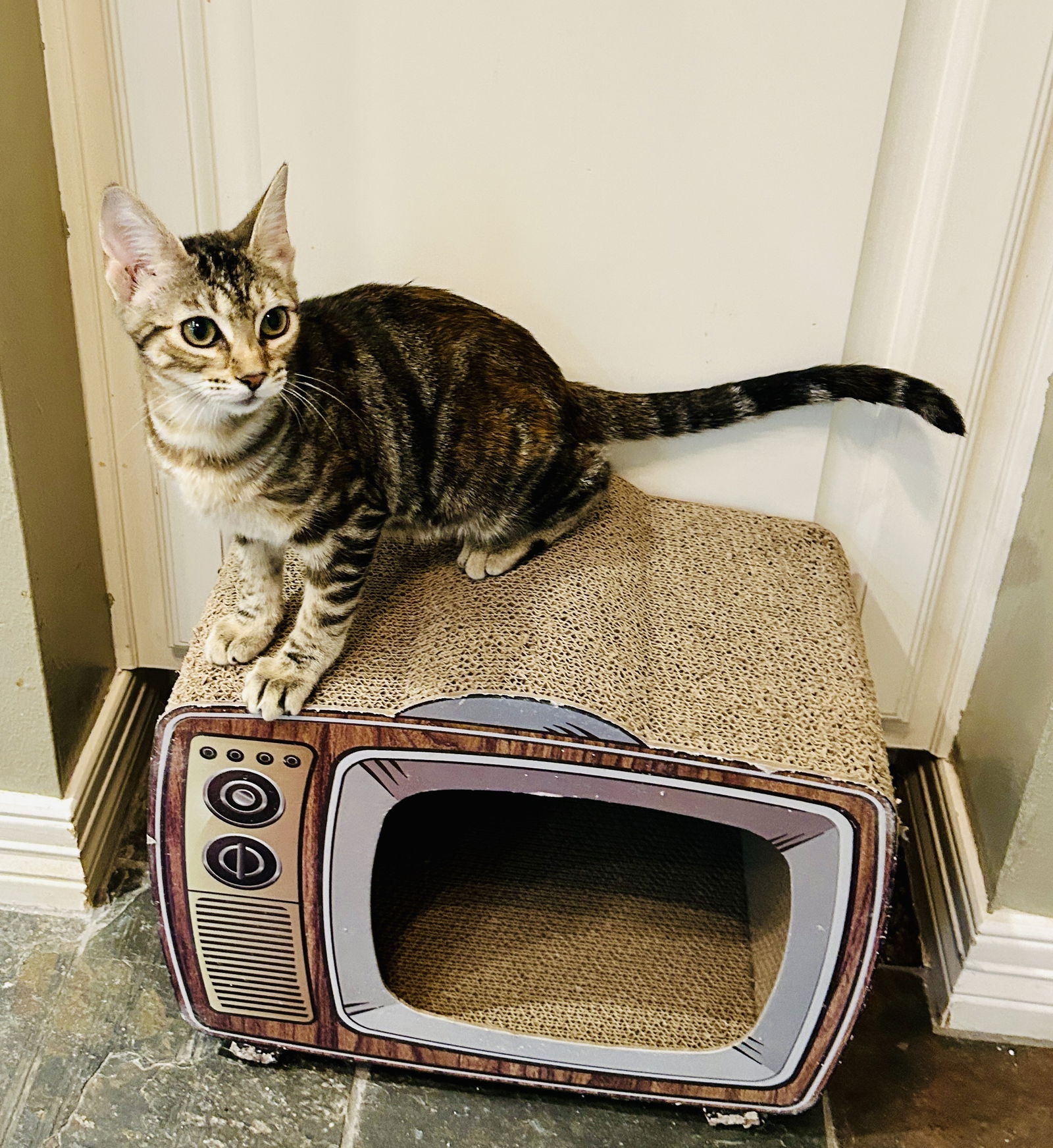adoptable Cat in Montgomery, TX named Giselle