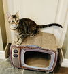 adoptable Cat in montgomery, TX named Giselle