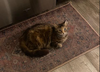 adoptable Cat in montgomery, TX named Aphrodite