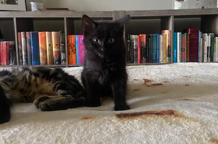adoptable Cat in Montgomery, TX named Caliope