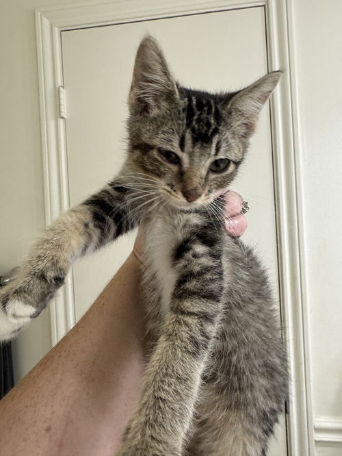 Frankie