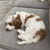 Auggie