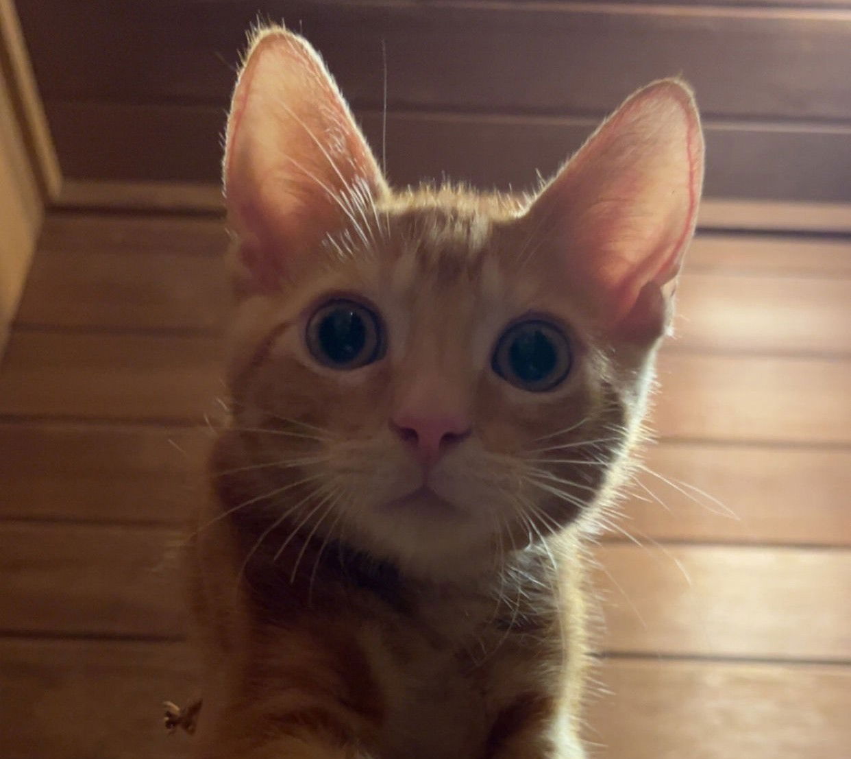 adoptable Cat in Montgomery, TX named Cheese