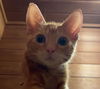 adoptable Cat in  named Cheese