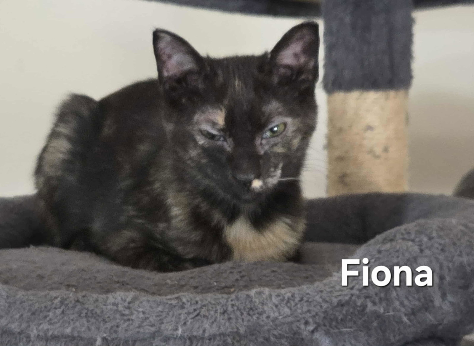Fiona Image