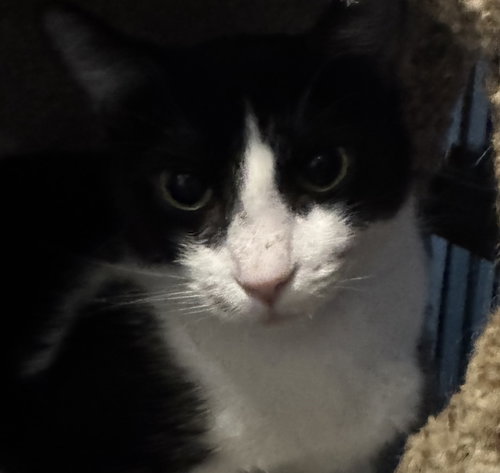 JACKIE - Tabby / Domestic Short Hair available for adoption
