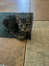 adoptable Cat in montgomery, TX named McNabb