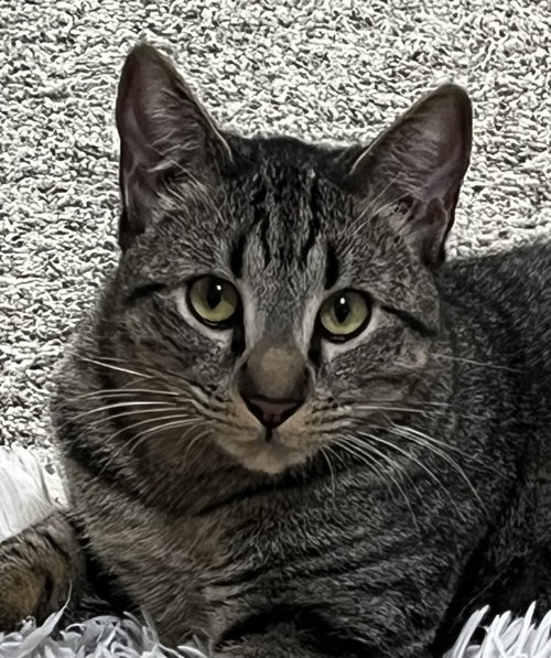 McNabb, an adoptable Tabby in WILLIS, TX
