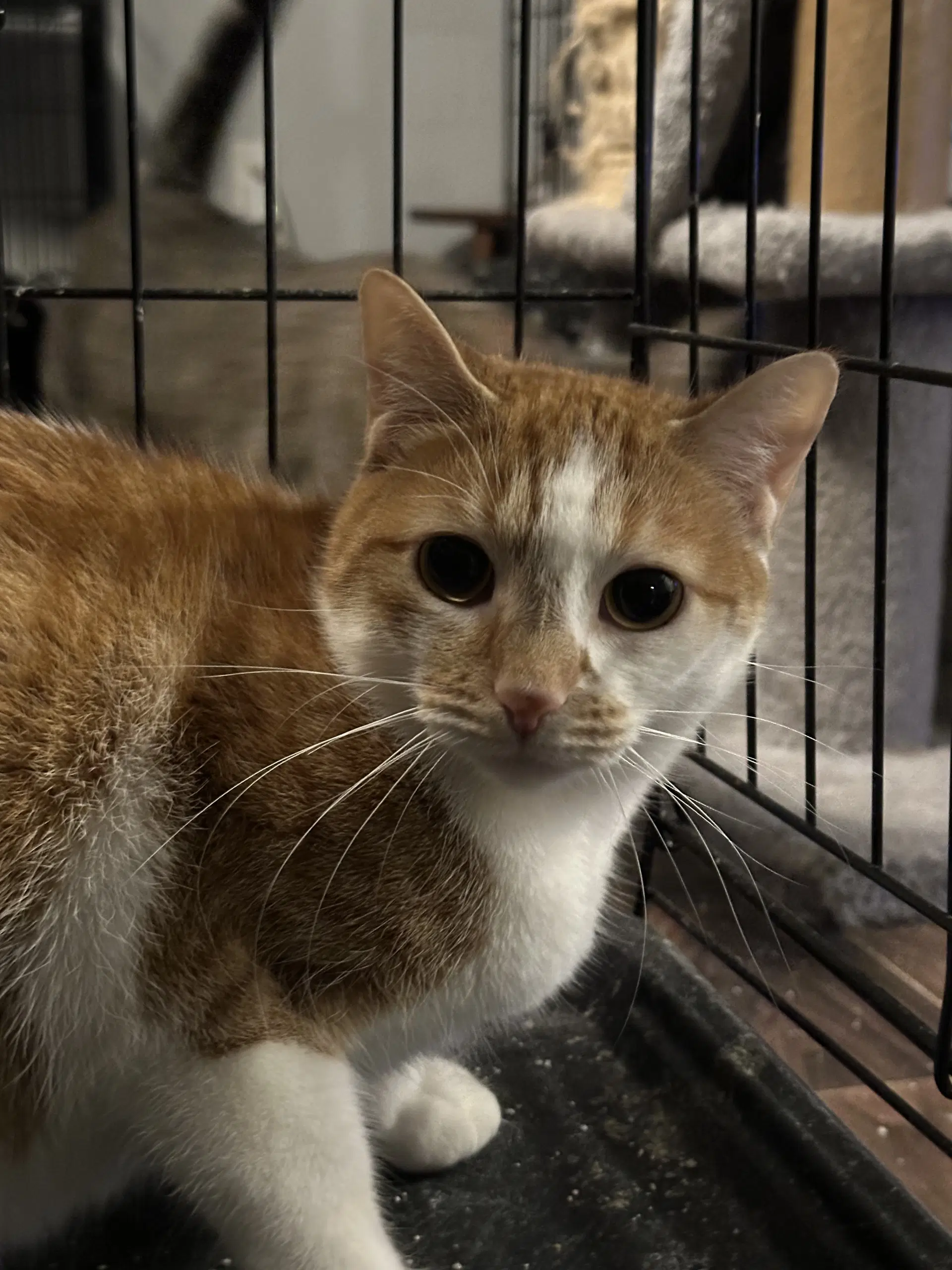 Tangerine - Tabby