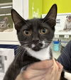 adoptable Cat in  named Guinevere