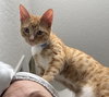 Peanut