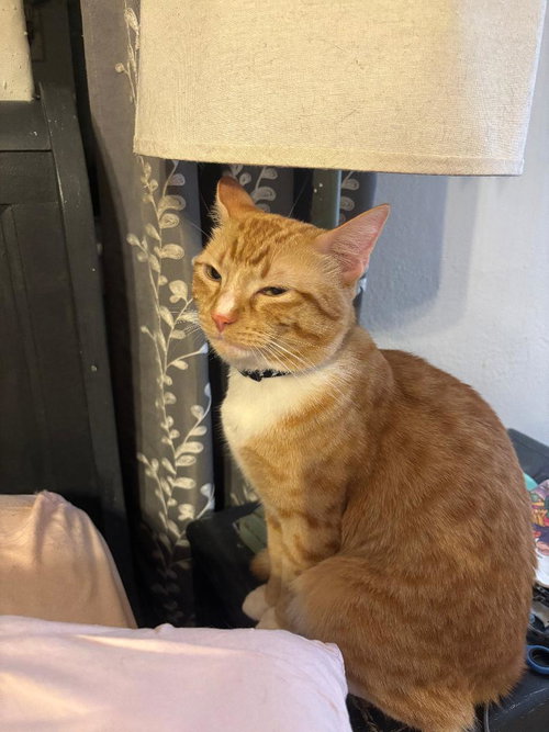 PEANUT - Tabby / Domestic Medium Hair available for adoption