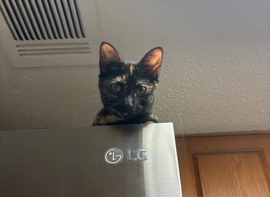 Tilly Image