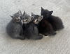 Oreo