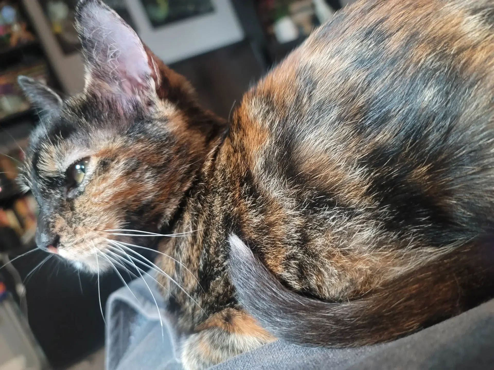 Pepper - Tortoiseshell