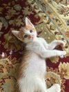 adoptable Cat in montgomery, TX named Trooper