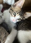 adoptable Cat in  named Tank