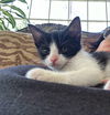adoptable Cat in  named Tux