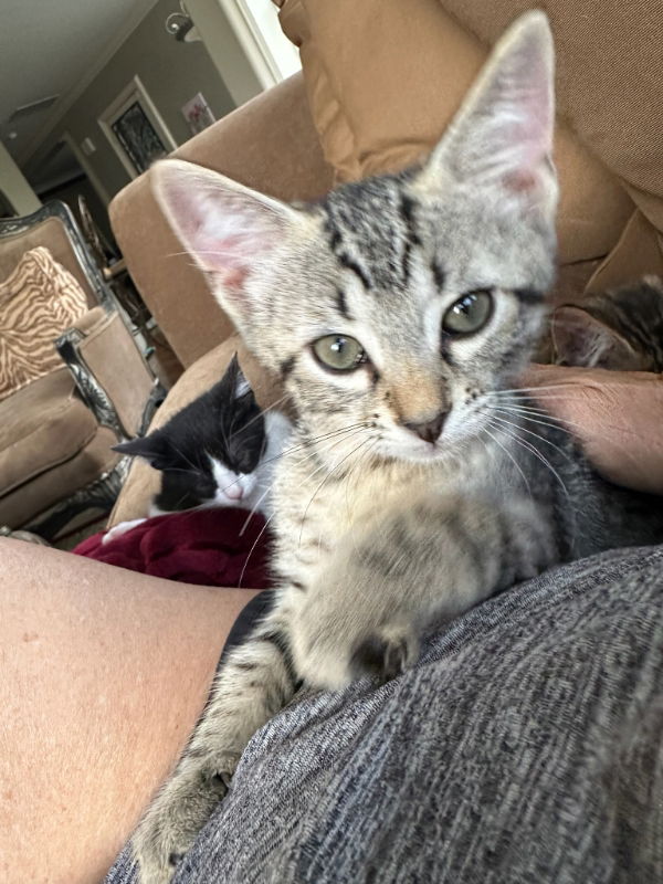 adoptable Cat in Montgomery, TX named Tigger