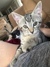adoptable Cat in montgomery, TX named Tigger