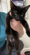 Binx