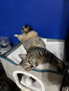 Snickers - Photo 2