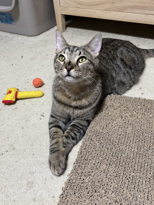 Snickers, a cat for adoption from Third Coast Pets Alive