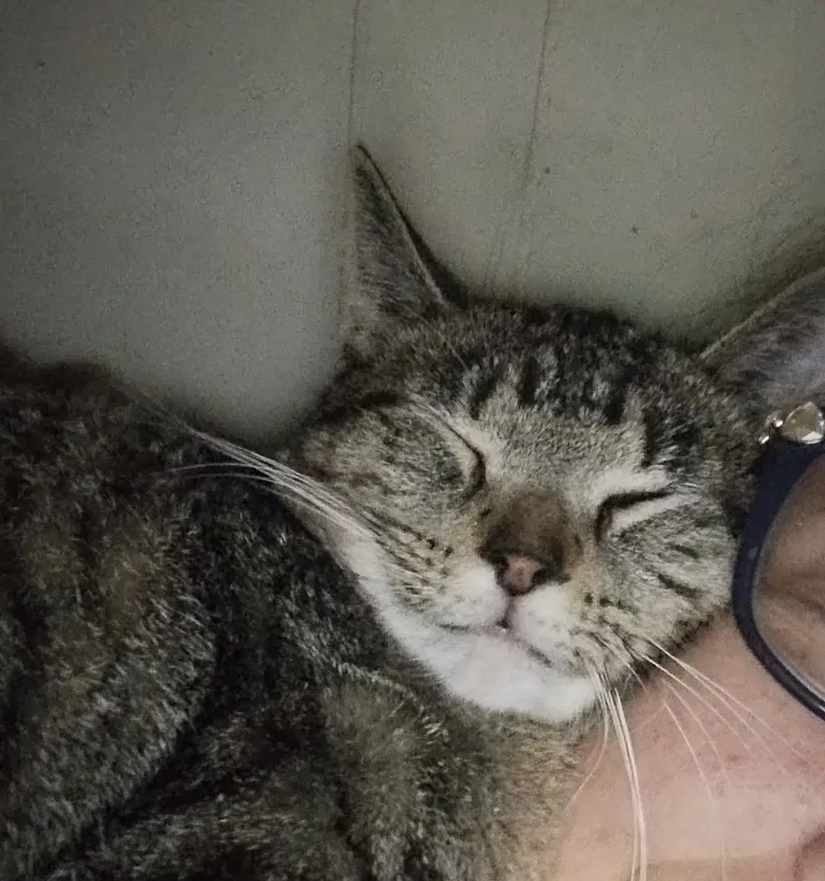 Mateo - Tabby