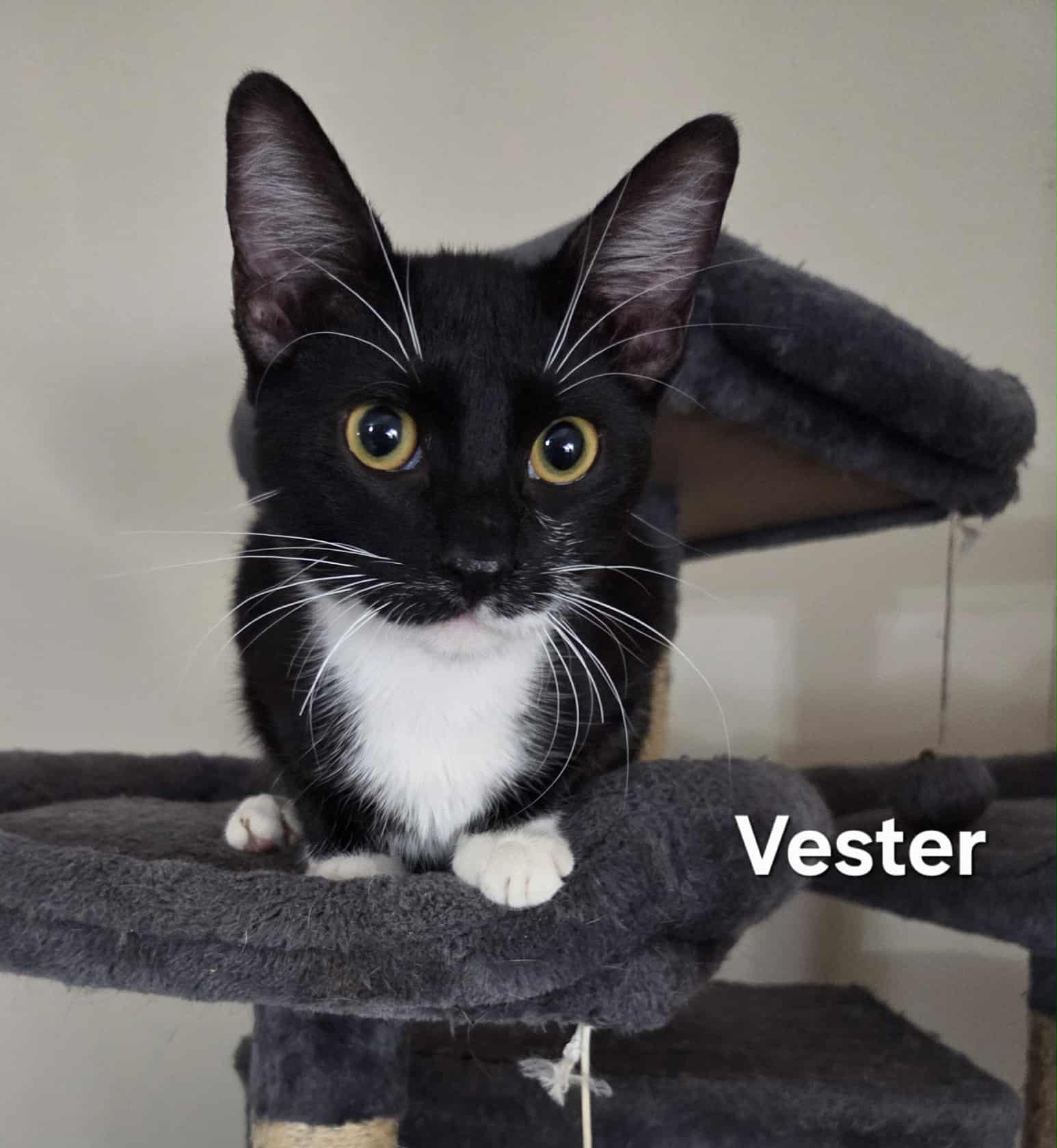 Vester Image