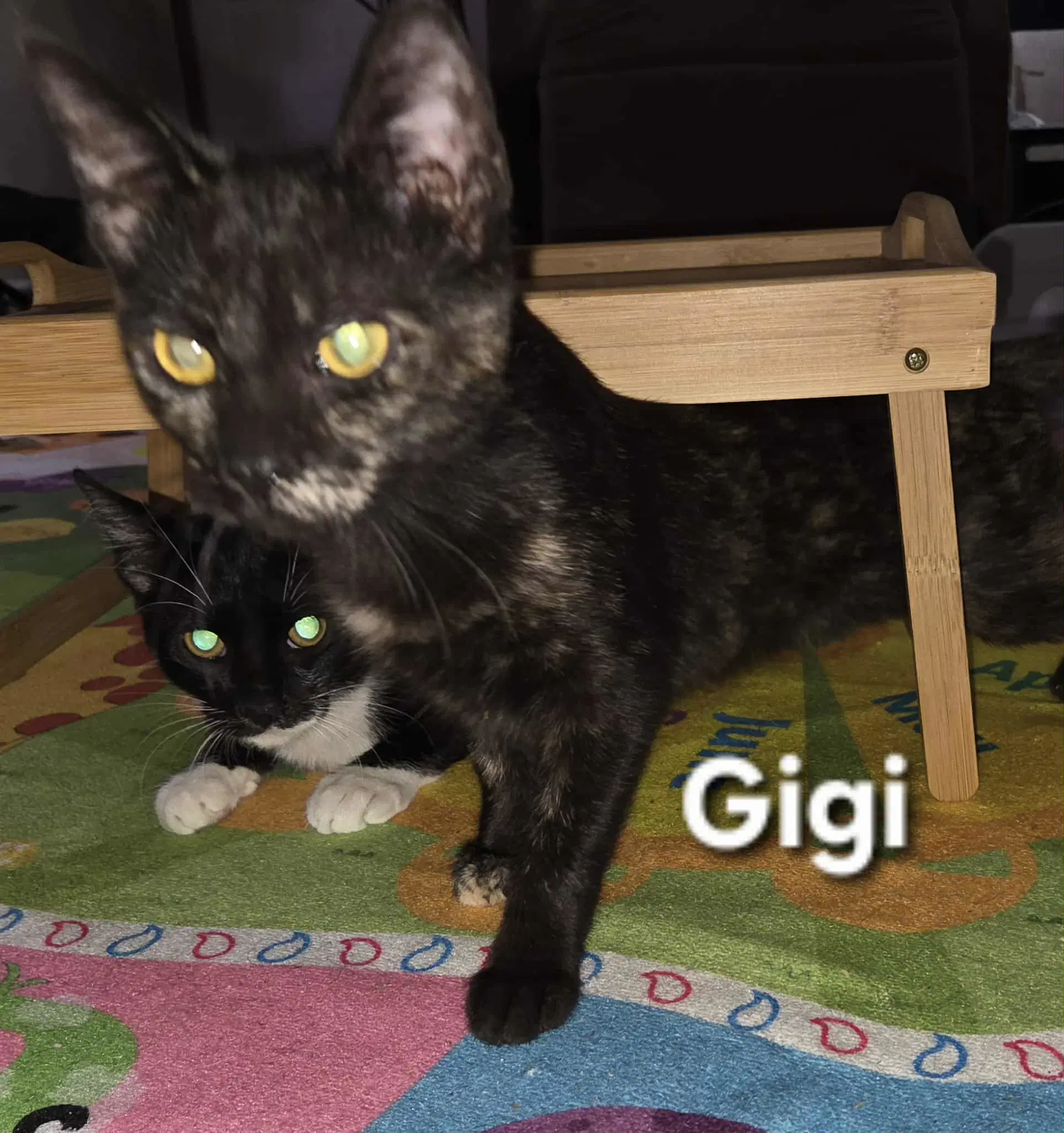 Gigi image 2