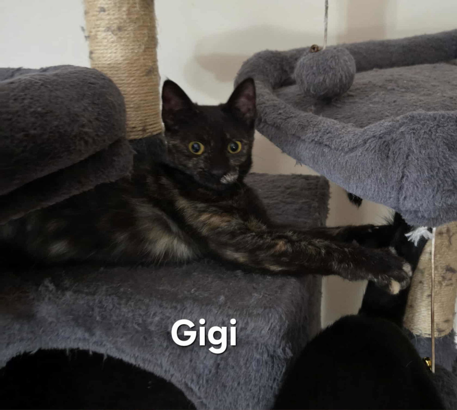 Gigi Image