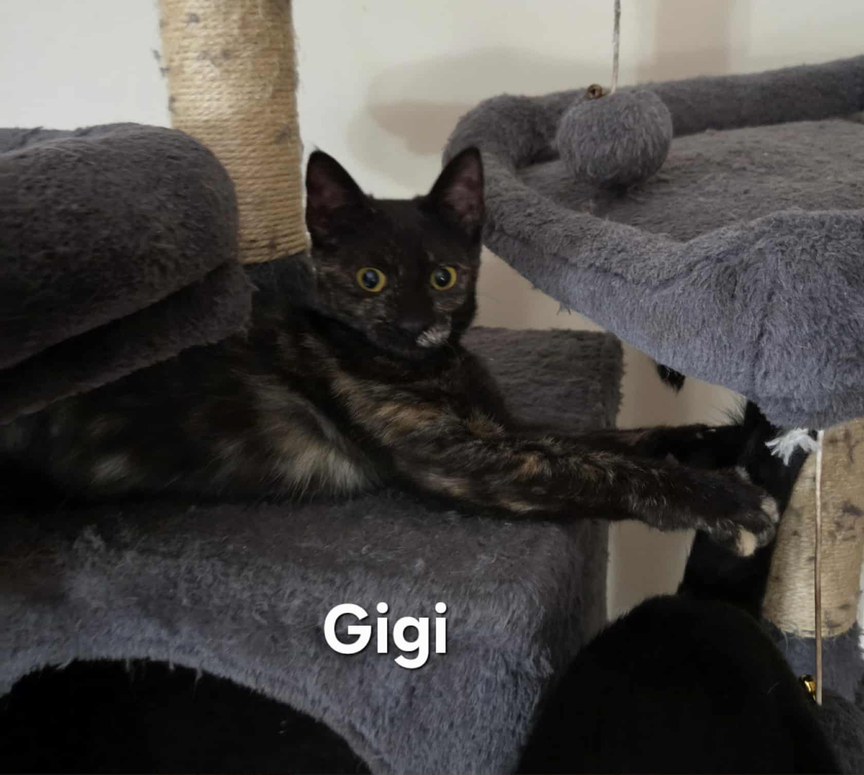 Gigi - Tortoiseshell