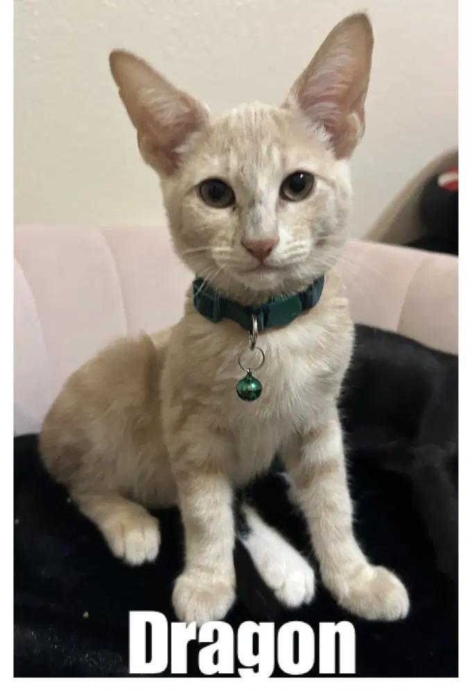 Dragon - Tabby
