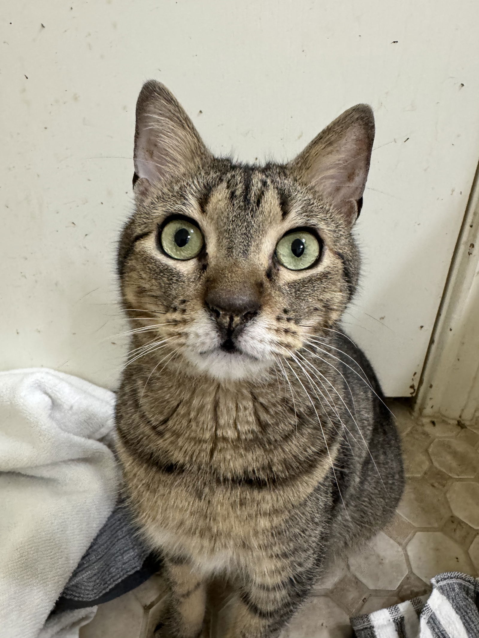 adoptable Cat in Montgomery, TX named Mervins