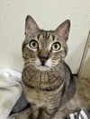 adoptable Cat in  named Mervins
