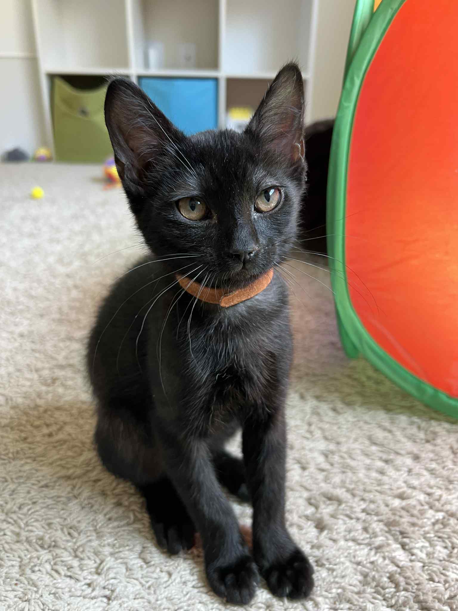 Gary - Tabby