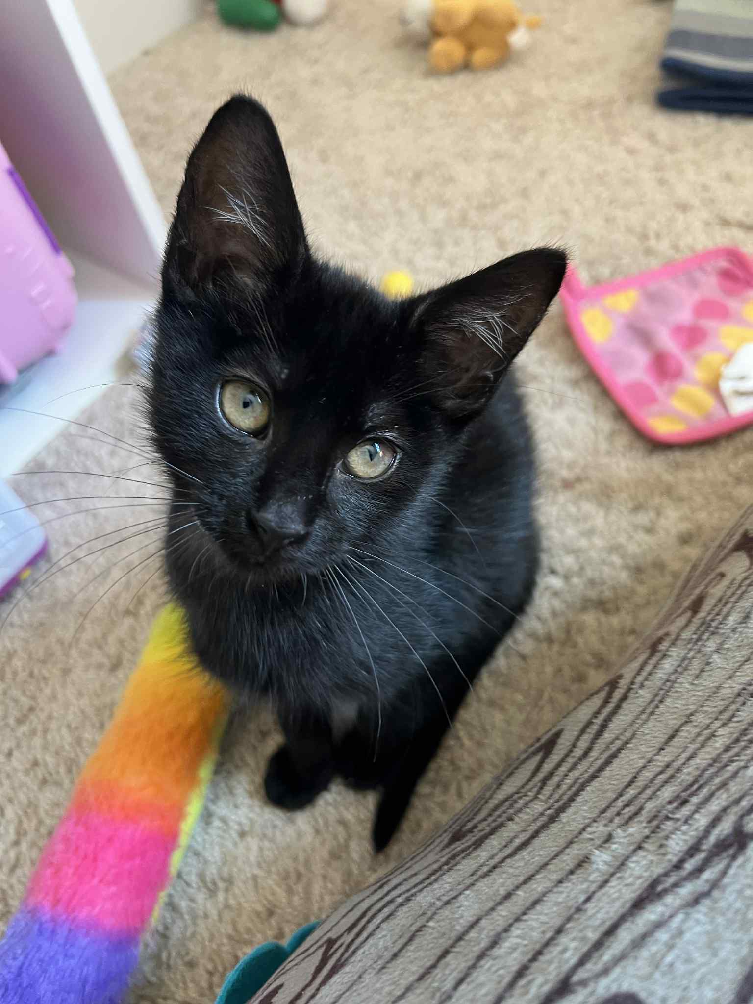 Johnny - Tabby