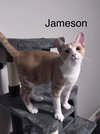 Jameson