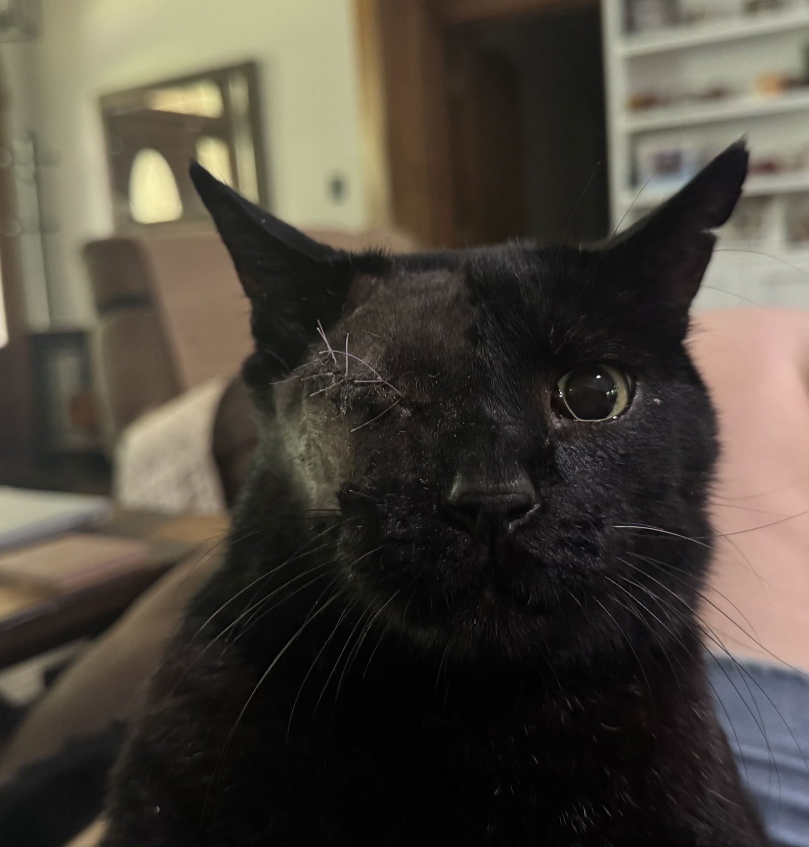 adoptable Cat in Montgomery, TX named Kit Kat