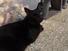 Kit Kat