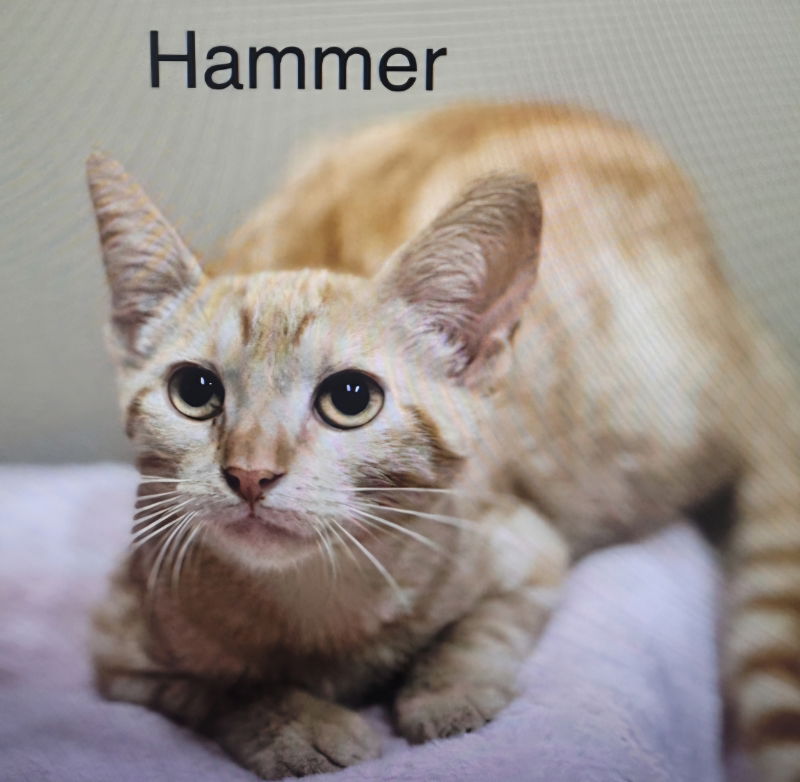adoptable Cat in Montgomery, TX named Hammer