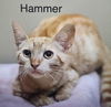 adoptable Cat in  named Hammer