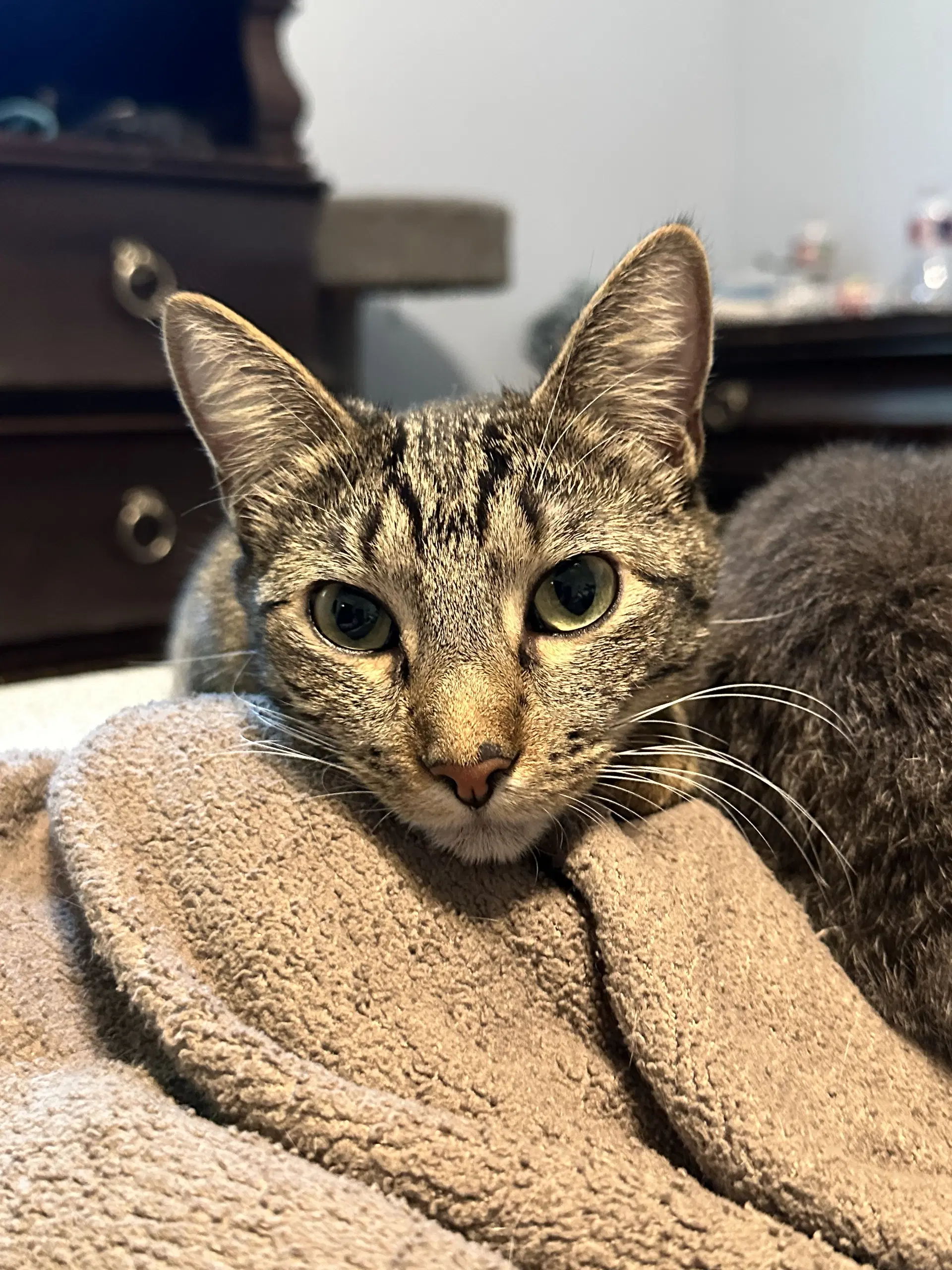 Lisa - Tabby