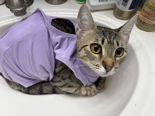 PRETTY GIRL - Tabby / Domestic Short Hair available for adoption
