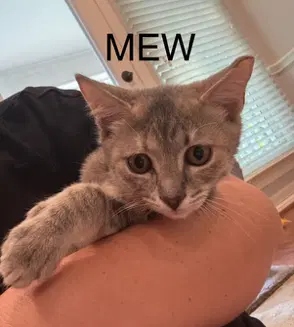 Mew - Dilute Tortoiseshell
