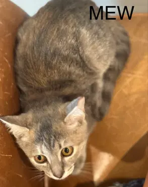 Mew image 2