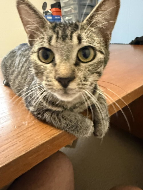 SPARROW - Tabby / Domestic Short Hair available for adoption
